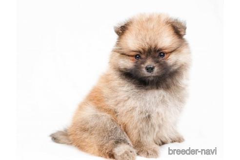 成約済の千葉県のポメラニアン-180633の4枚目